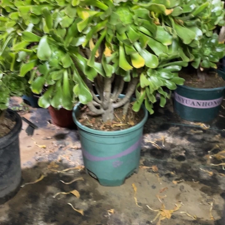 68原始绿法师多肉多肉植物多肉