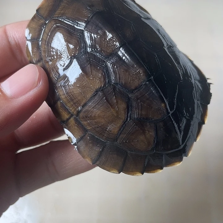 不分公母宠物龟小青