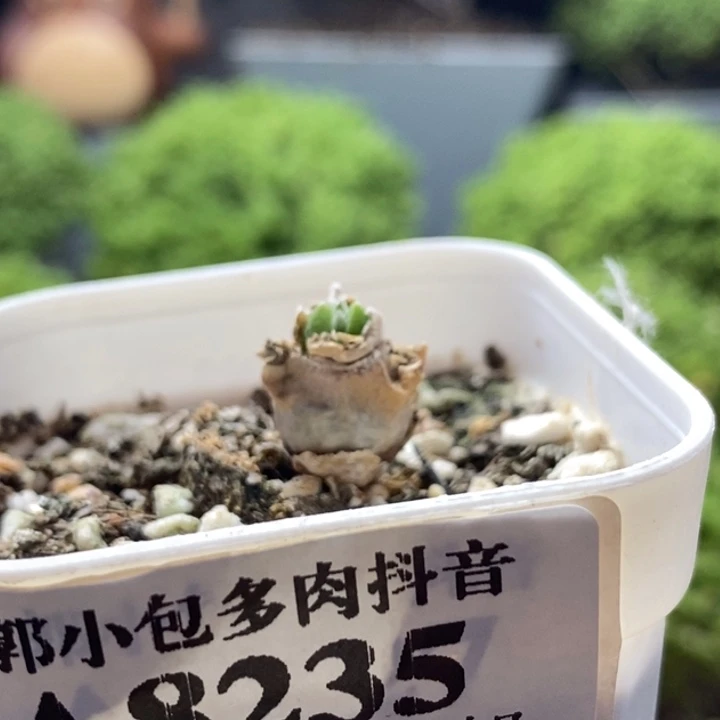 _****碧光环8235枝干番杏