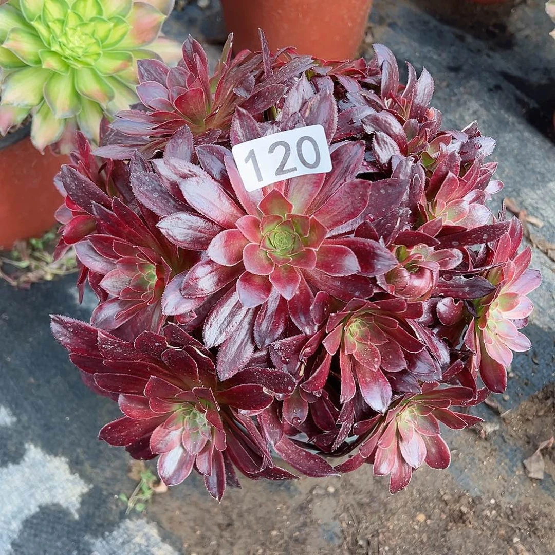 紫砂茶宠金丝缕老桩120