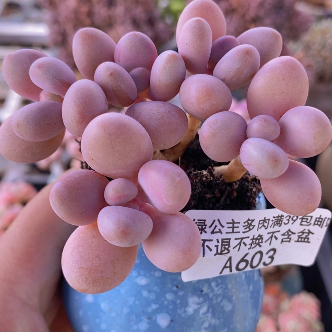 糖果桃蛋老桩7cm603多肉植物
