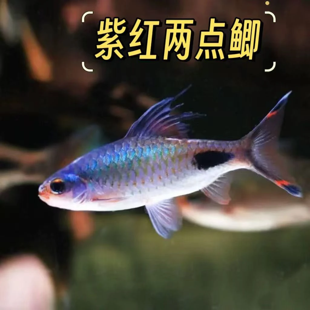 紫红两点鲫原生冷水鱼道金斯鲃溪流鱼群游耐寒原生缸冷水观赏鱼