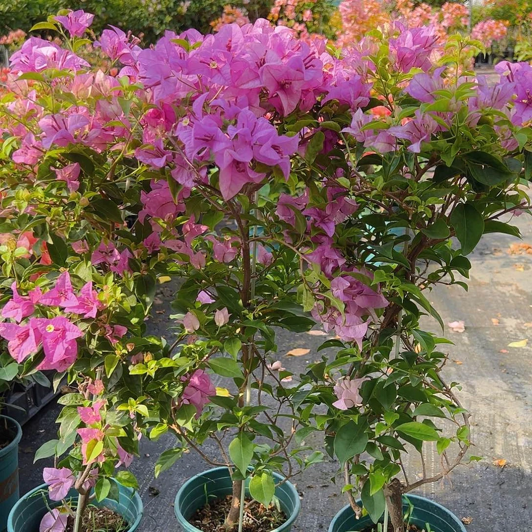 当前无花栽培后可以开花雪紫带竹一棵