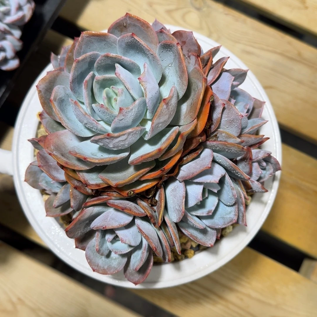 精品老桩多肉 手捧凤橙