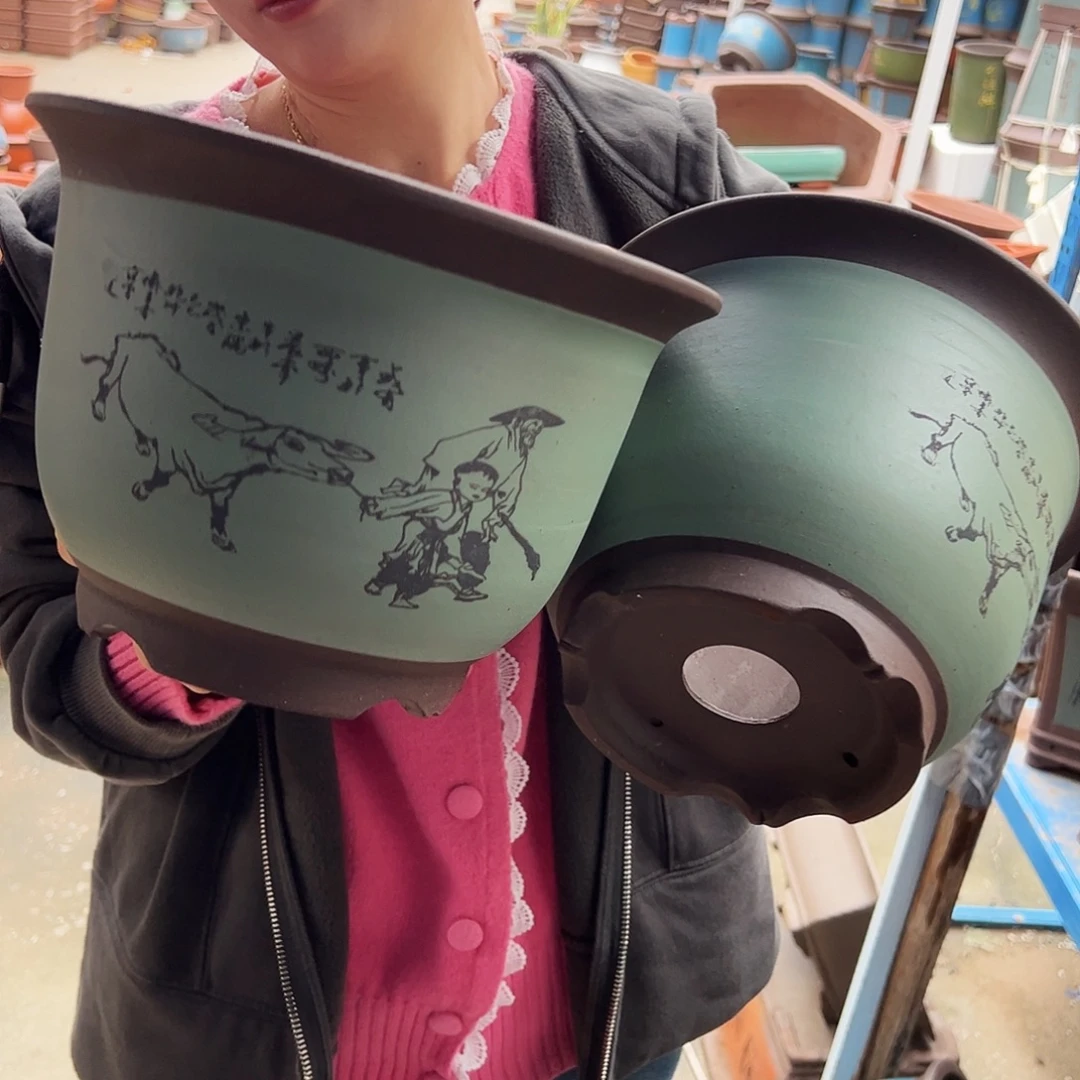 25+25苹果绿萝放牛娃平角金钟