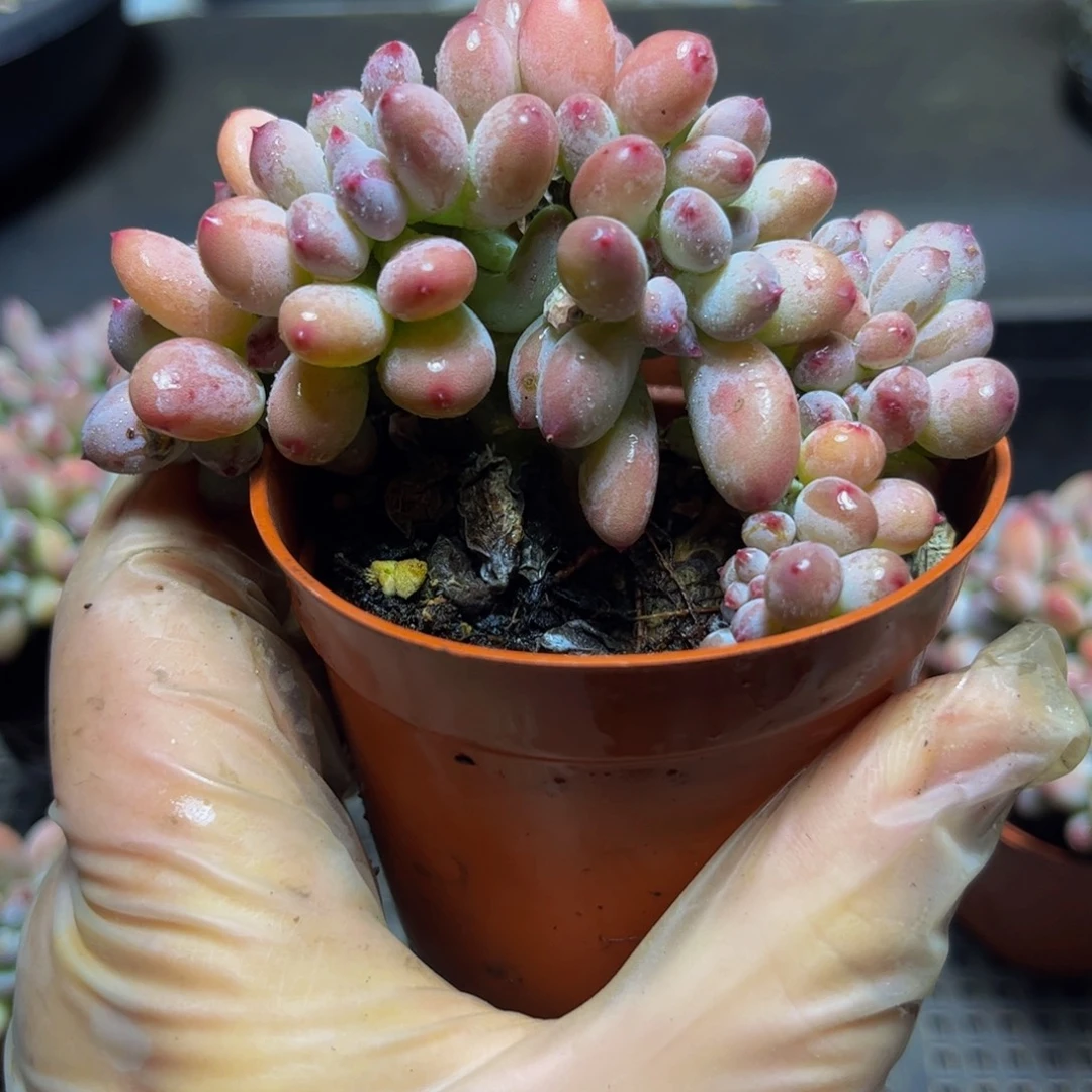 034苹果奶缀8厘米