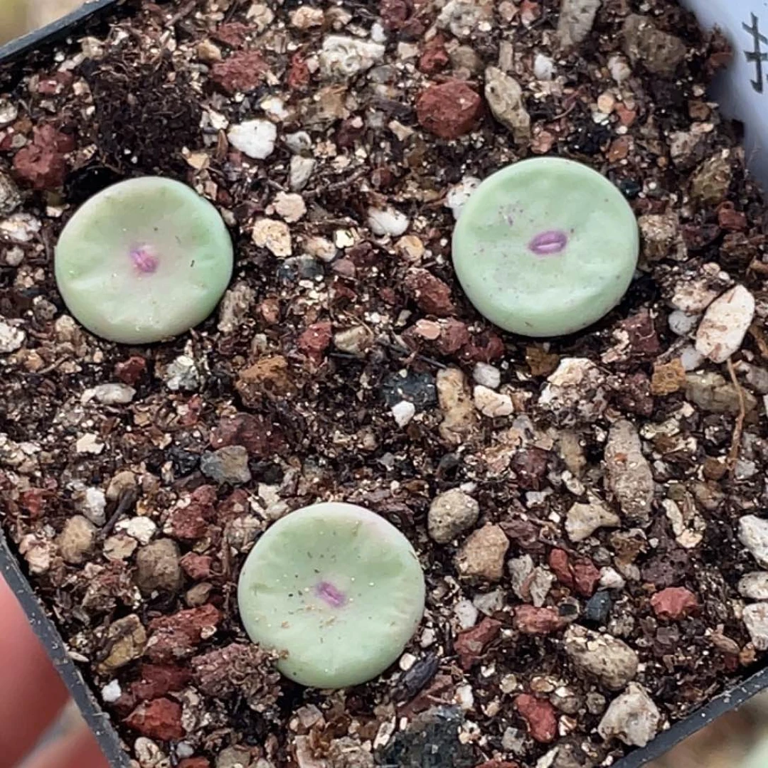 27-99嘴多肉植物肉锥