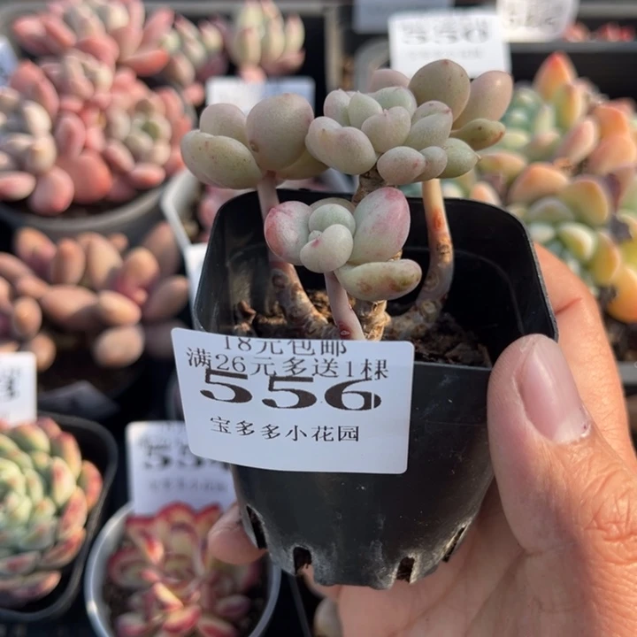 比尔盖茨四头群一物一拍多肉满18元包邮下午发货