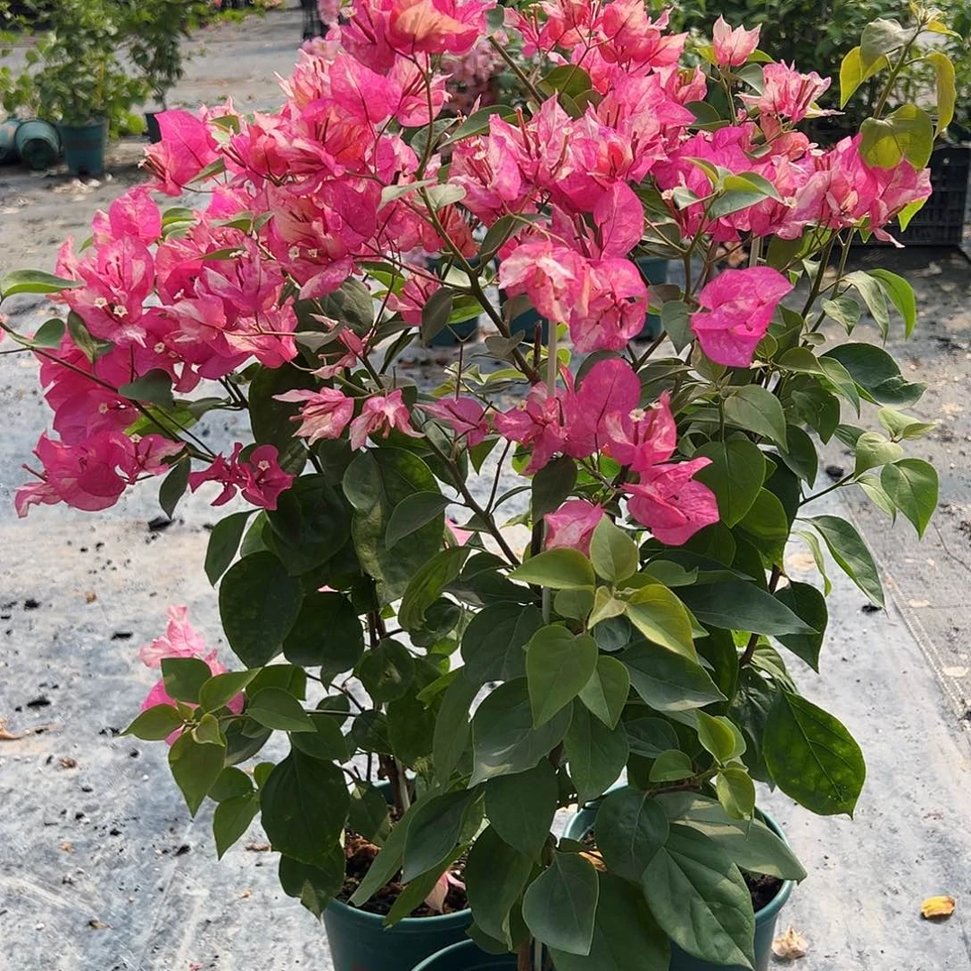 大部分开放少量花苞阿朱娜一颗