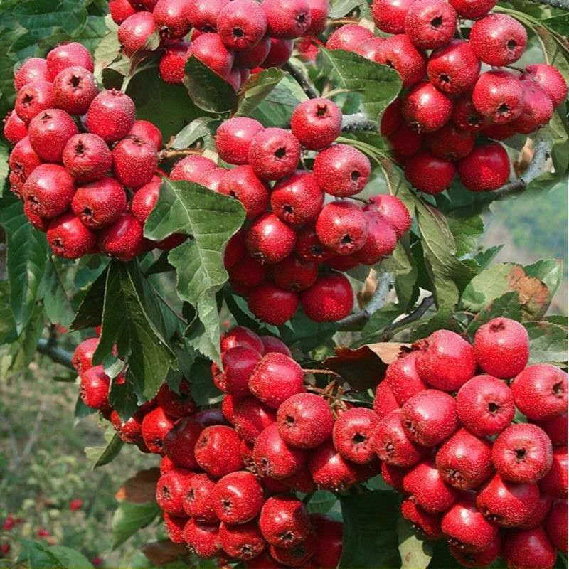 一树三品山楂苗南北方种植