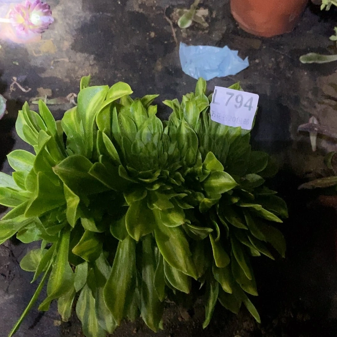 794夜光杯缀多肉植物