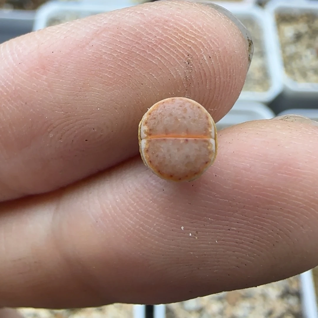 035 二蜕生石花大棚直播