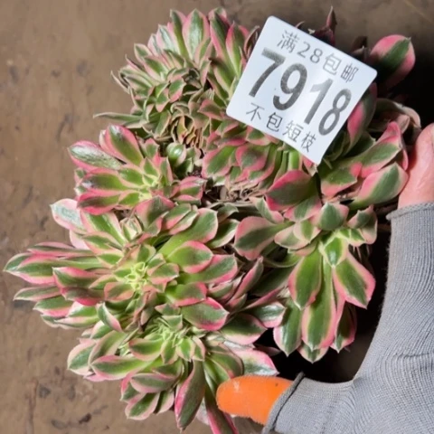 粉女巫缀多肉植物7918