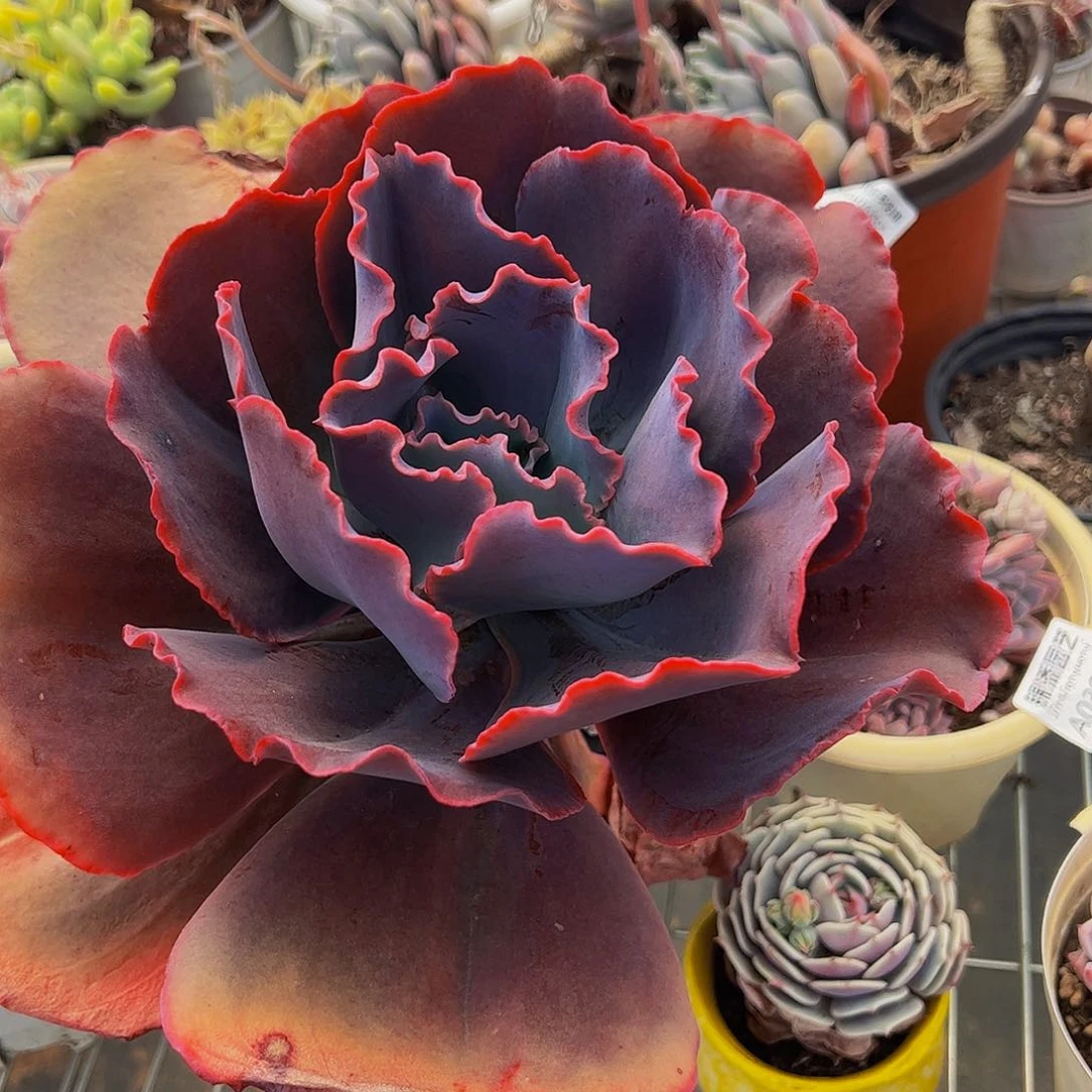 天空之城大单头多肉