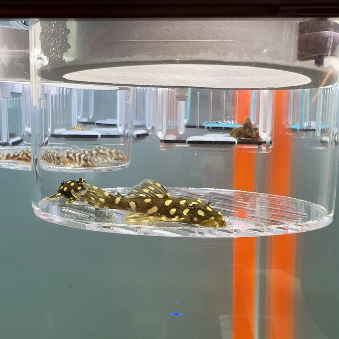 清道夫录完整开箱视频、入缸不包损4.5