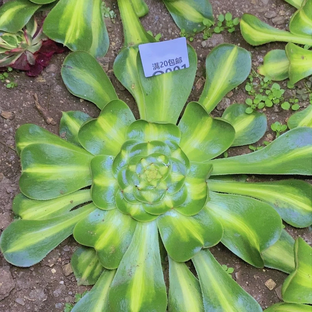 001暴君多肉法师锦叶片收到软榻