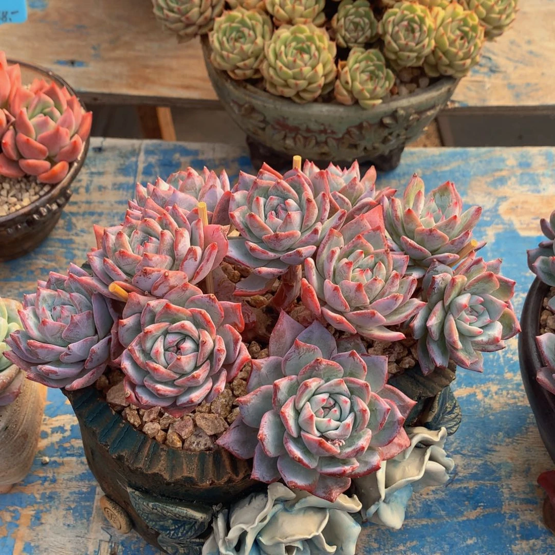 自***由多肉乐园专拍粉蓝鸟