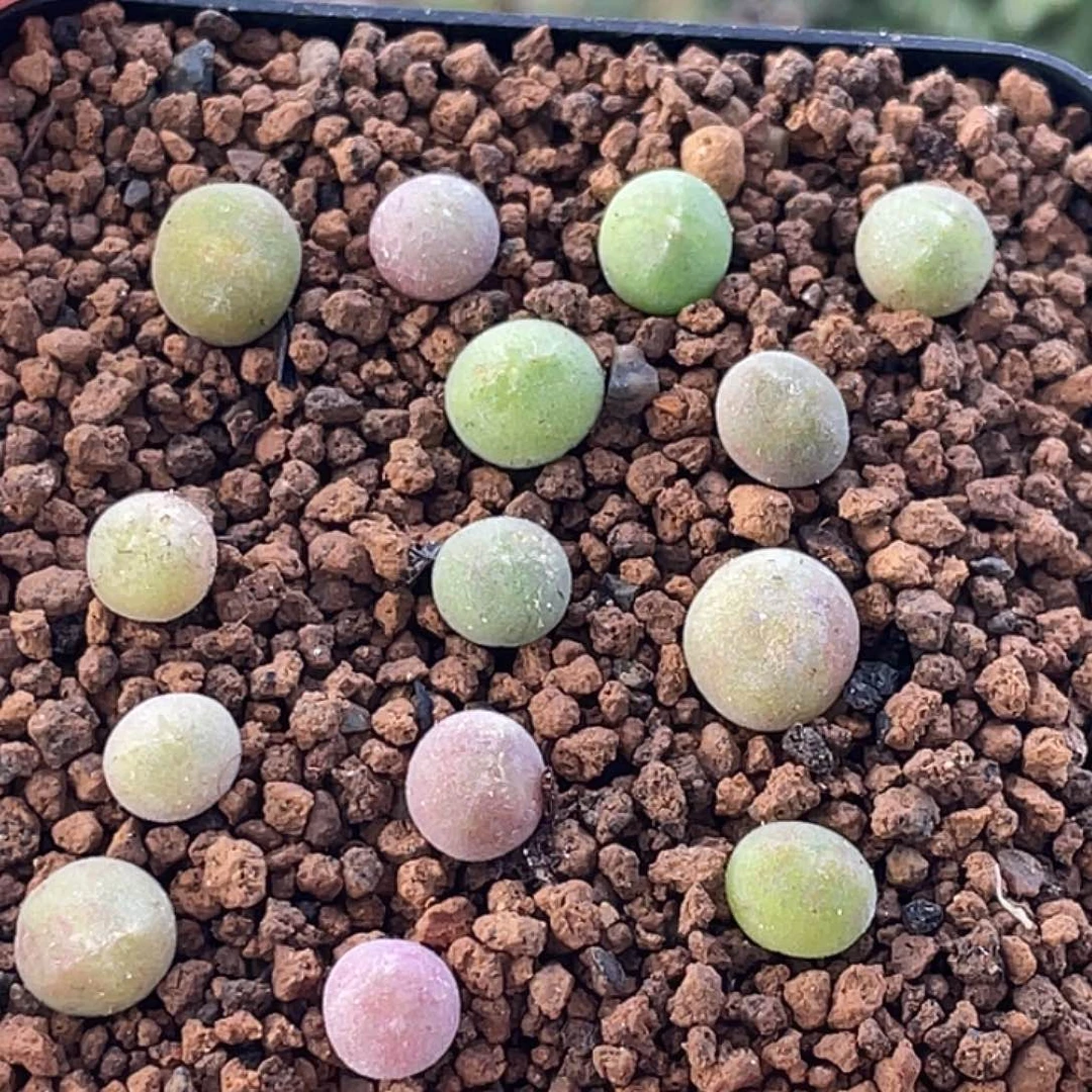 空蝉小苗一颗多肉植物