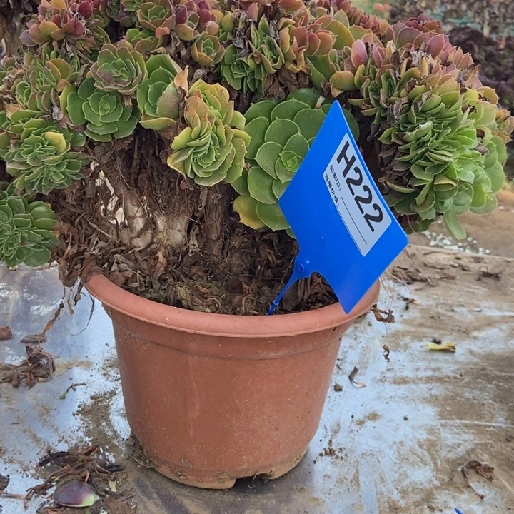 众***芹222玫瑰玫瑰玫瑰玫瑰玫瑰