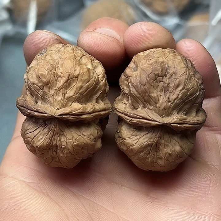 核桃43号古蛤42尺