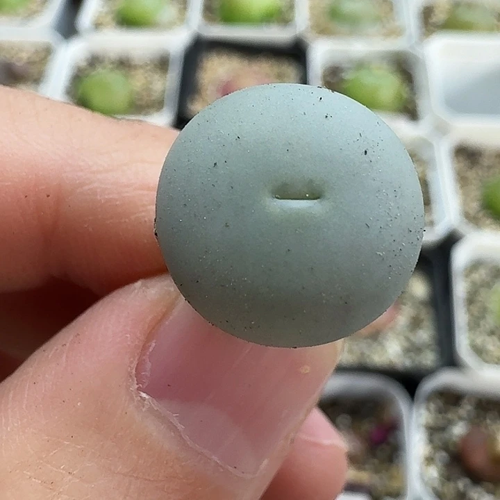 老马生石花433v嘴1264