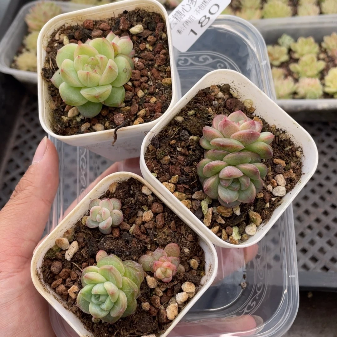 云糖心多肉植物180
