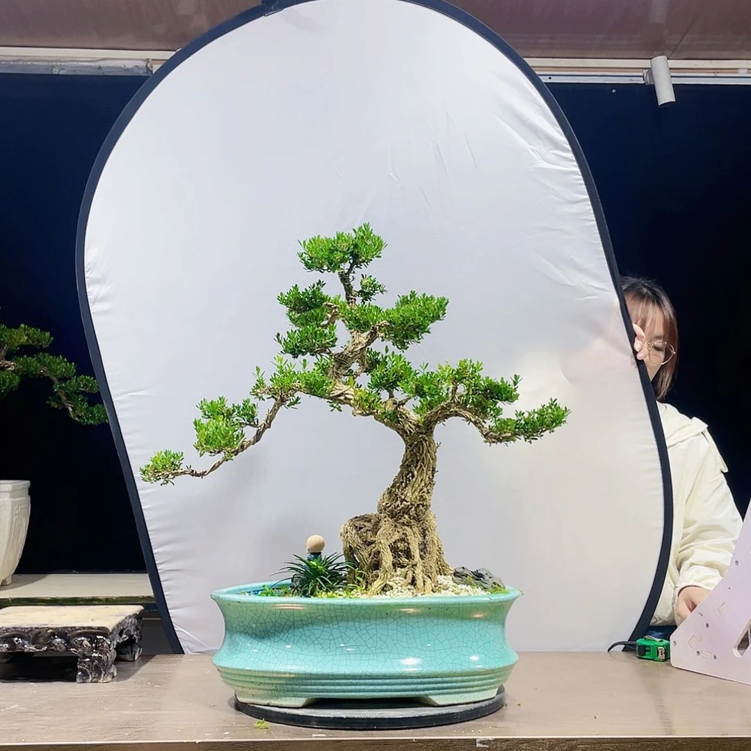 完全开放黄杨盆景四季常青