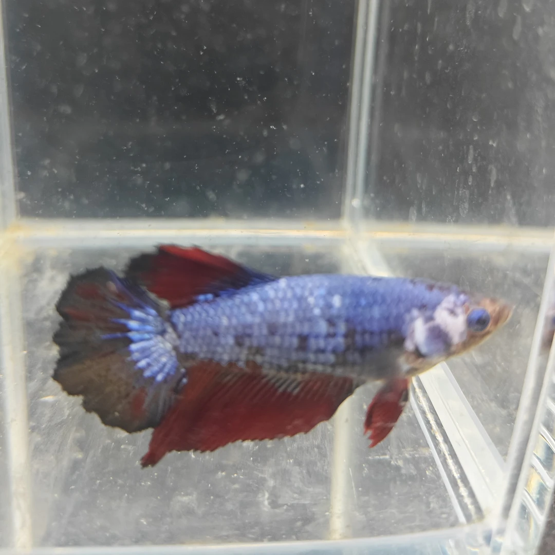 S112 黑蕾丝青花母（照片均为实物图）