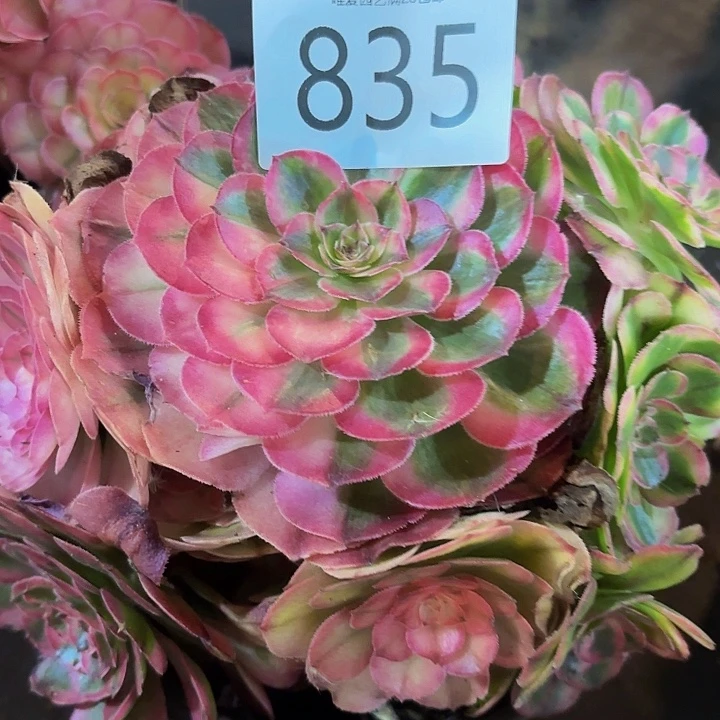 多肉植物福利835个