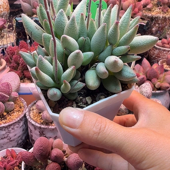 水蜜桃和草莓都是我