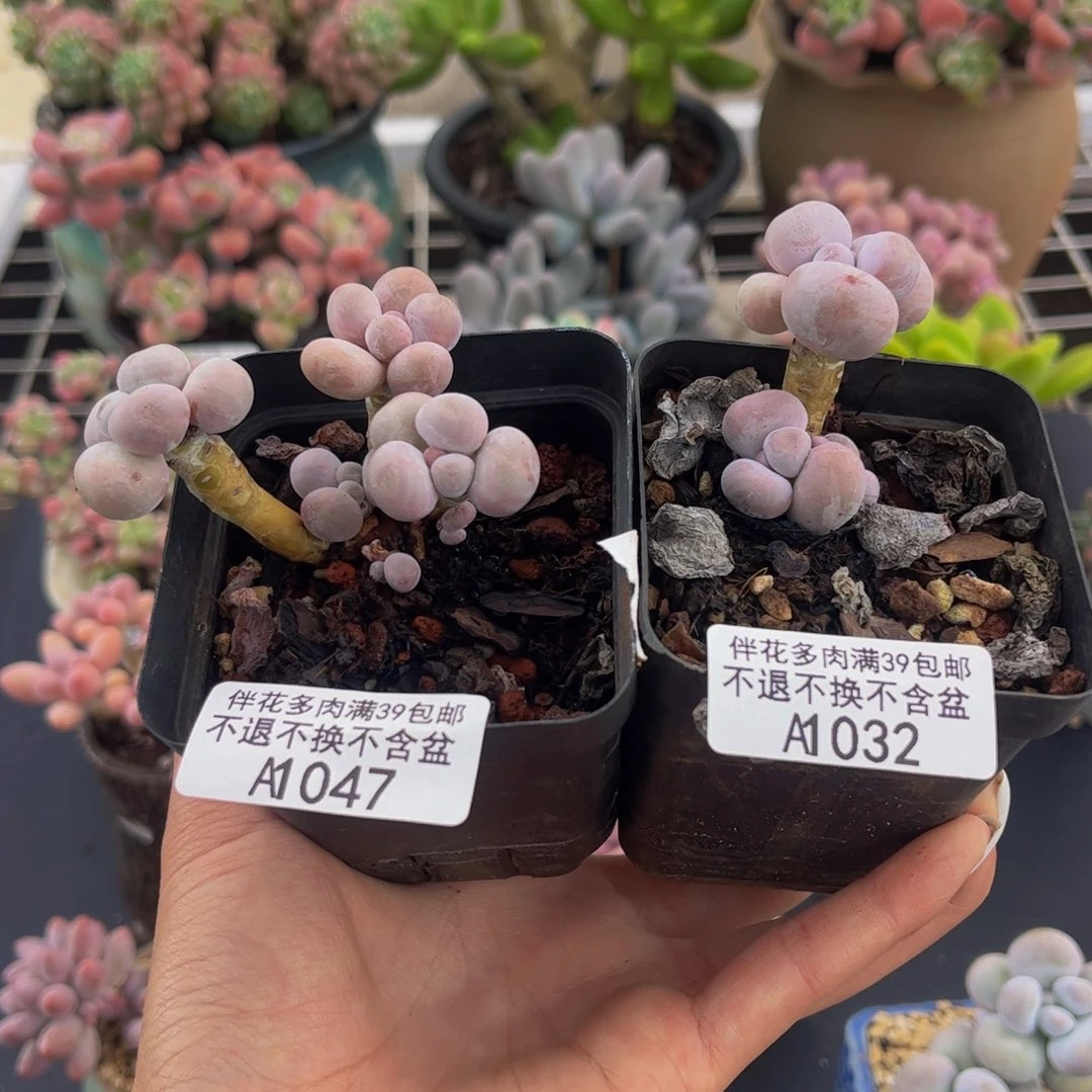 爱***～047-032-橙奶多肉2-5cm共两颗