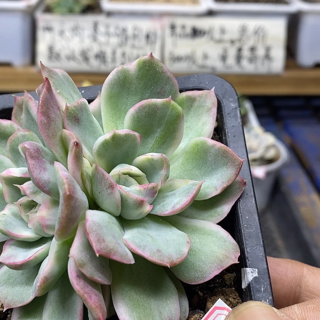 21100 不知名锦双头