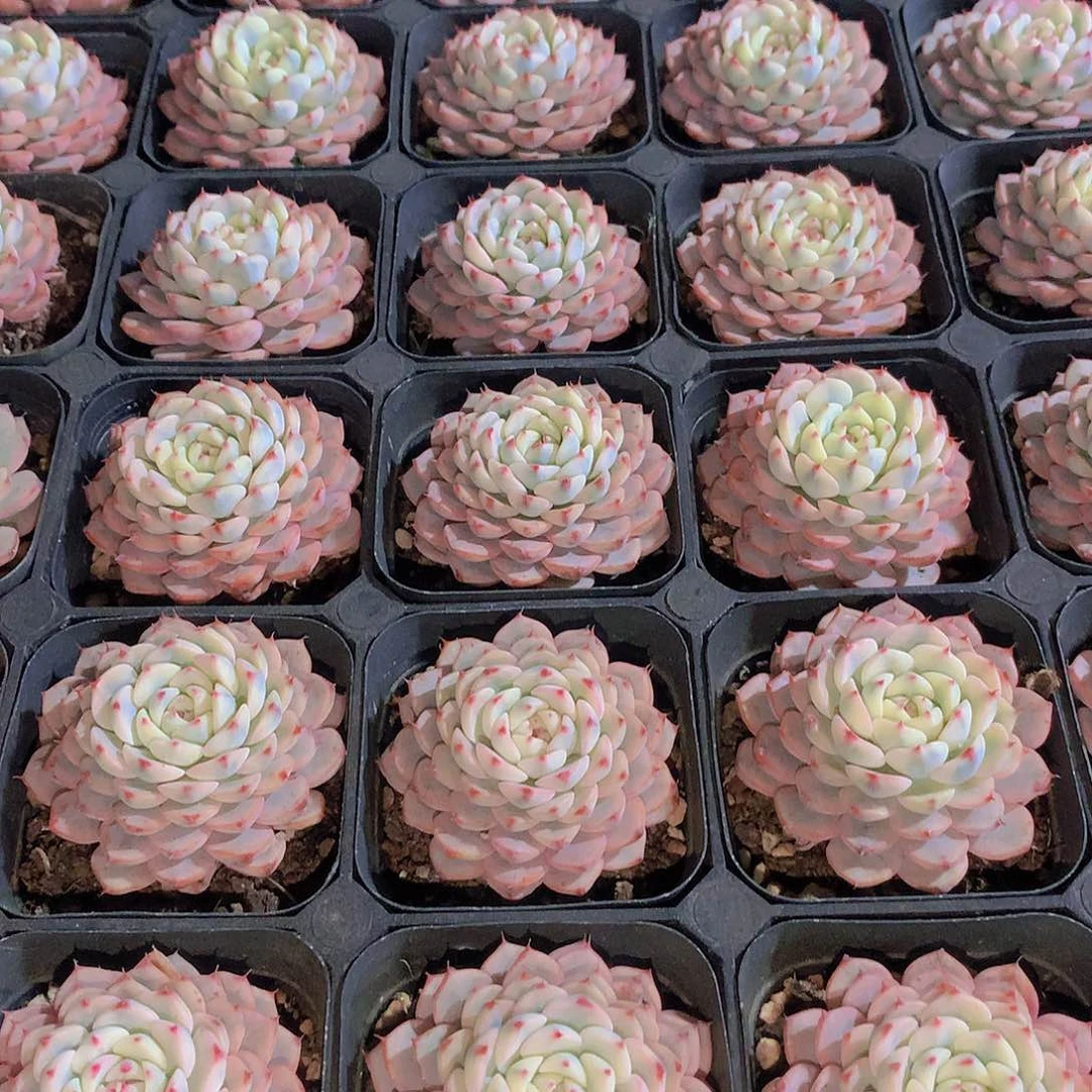 姬莲锦24577889900000