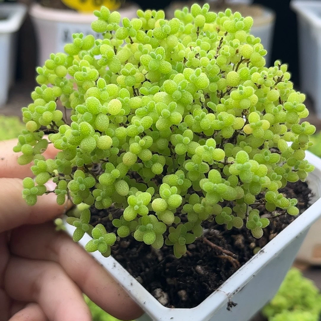 26蜜桔糖球优选枝干番杏