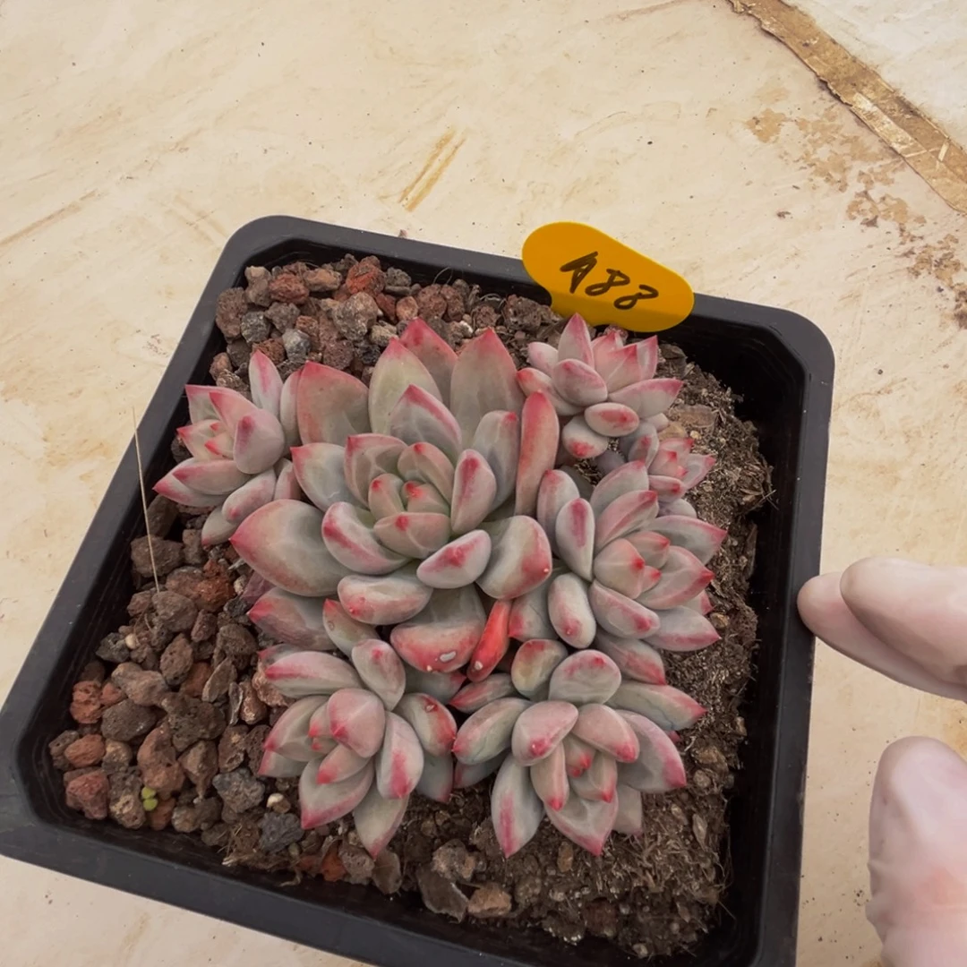 武***明a88新品群生呀呀呀呀