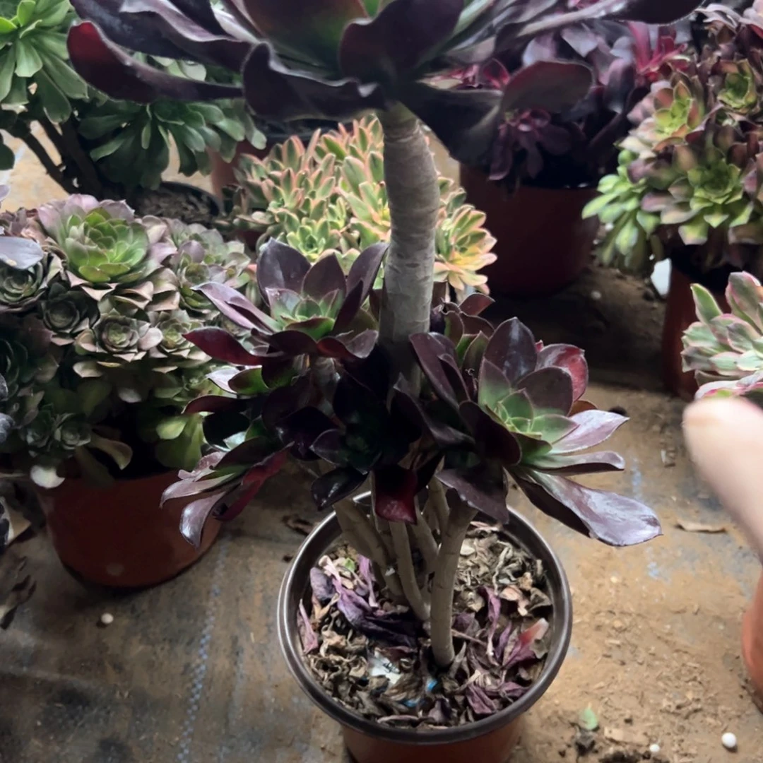 707号冰武士多肉植物