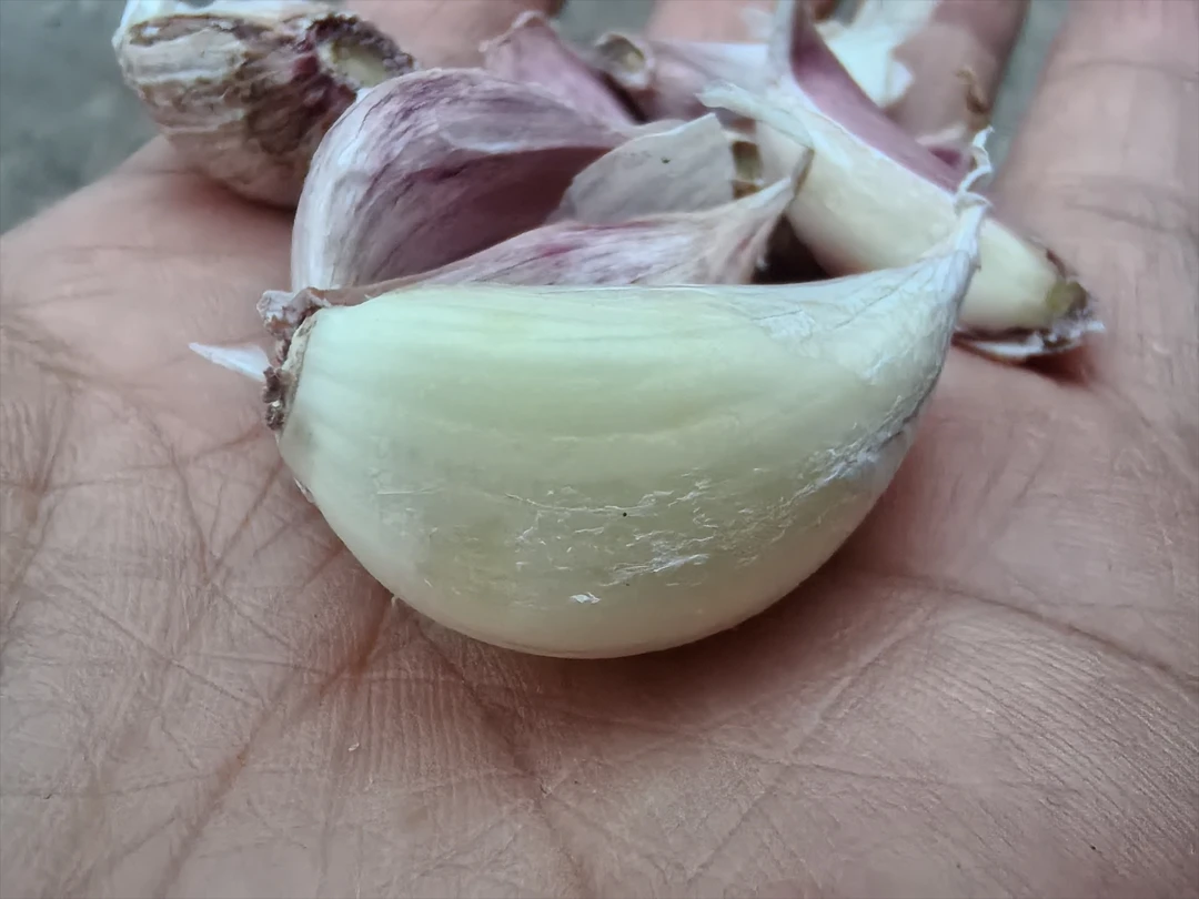 梁平蔬果珍选重庆农家自种干蒜紫皮蒜可做种子