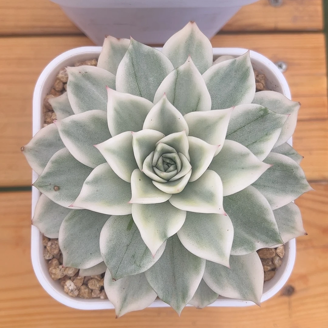 超白麦秆锦 婕宝一物一拍