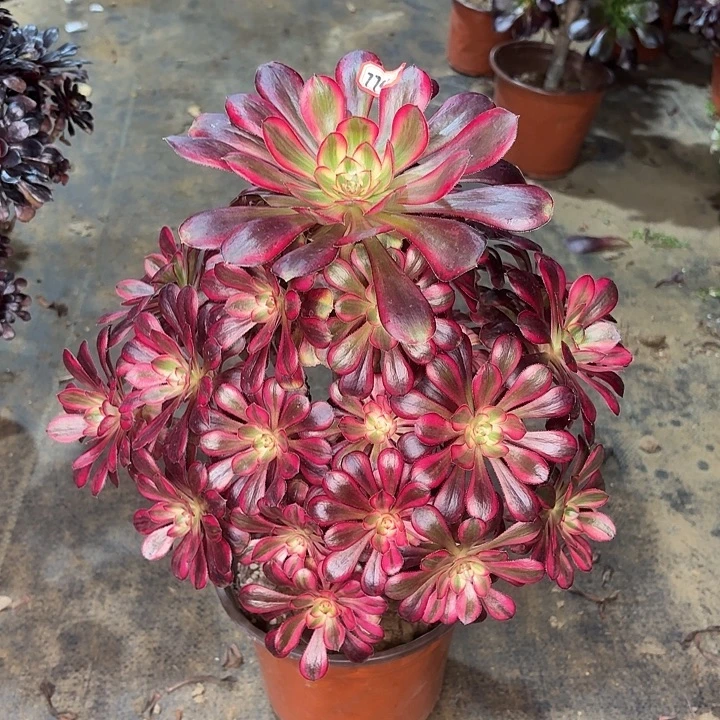 香奈儿774多肉植物