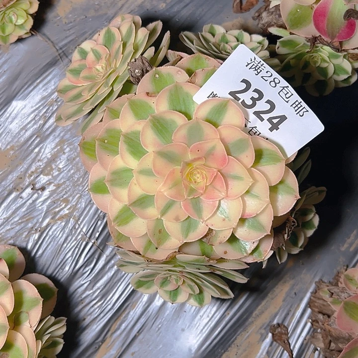 2324倾城多肉植物保护