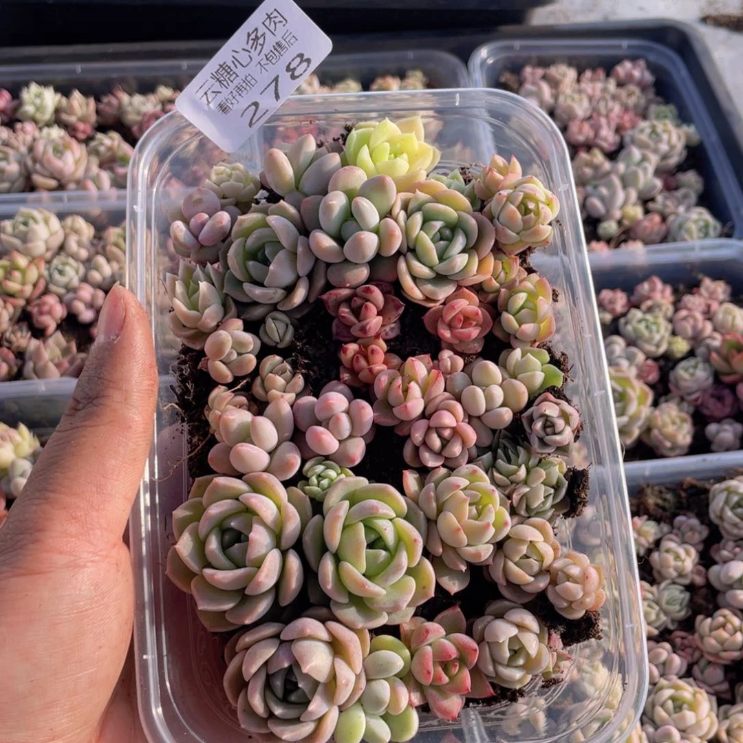 云糖心多肉植物278