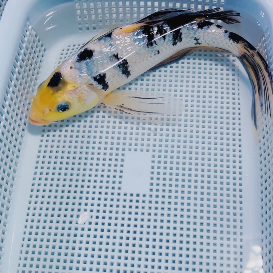 海水鱼锦鲤观赏鱼