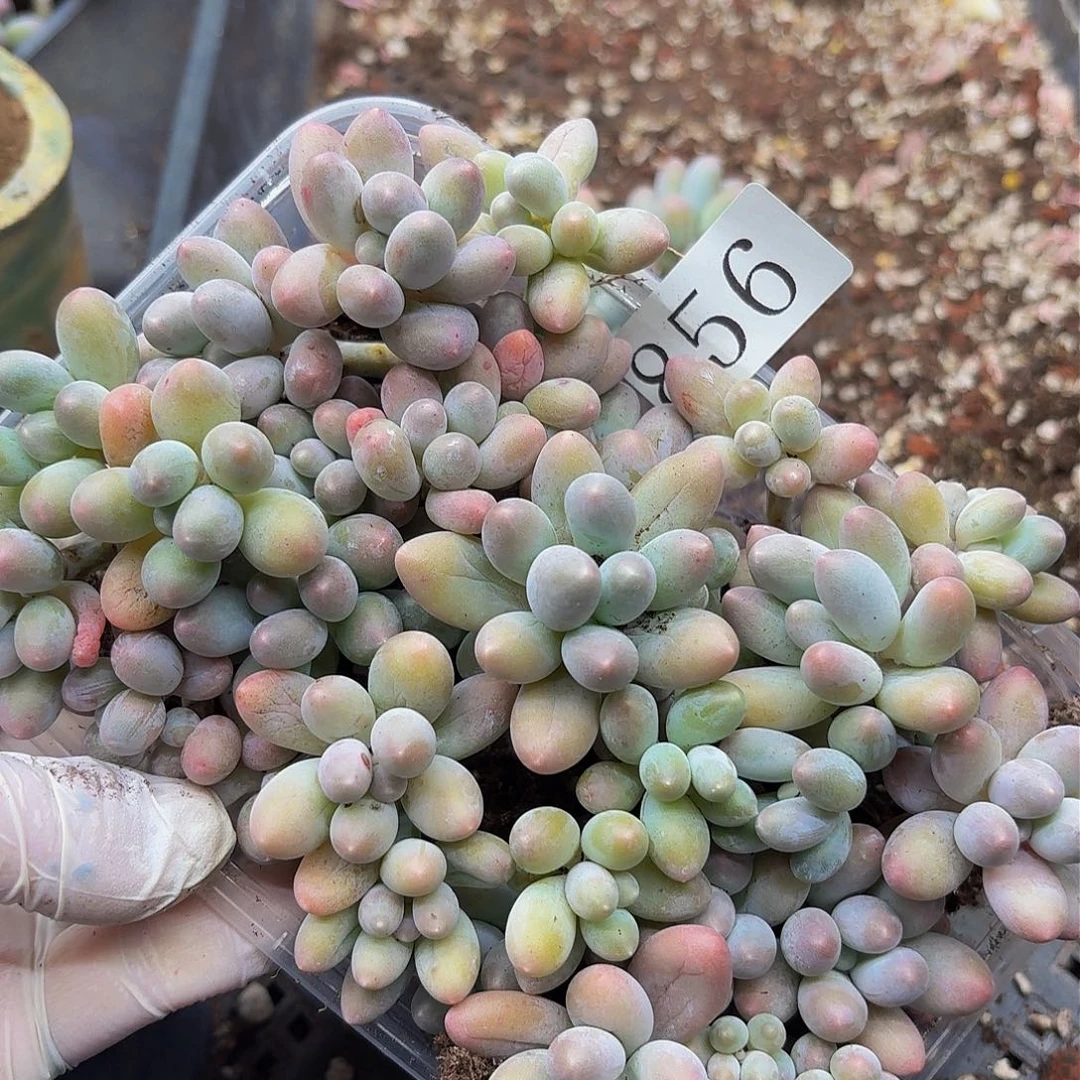 多肉植物多肉植物856