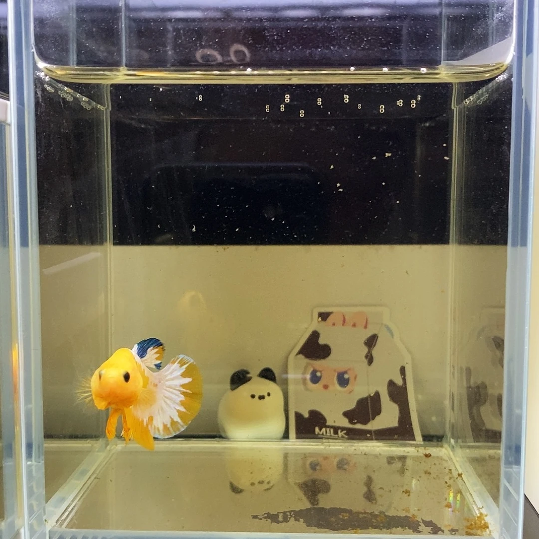 拾***色海水鱼134134134134134