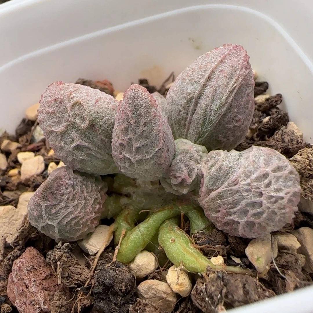 倒刺冰淇淋水泡多肉