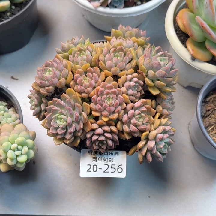 用***120-256小叶红粉多肉植物