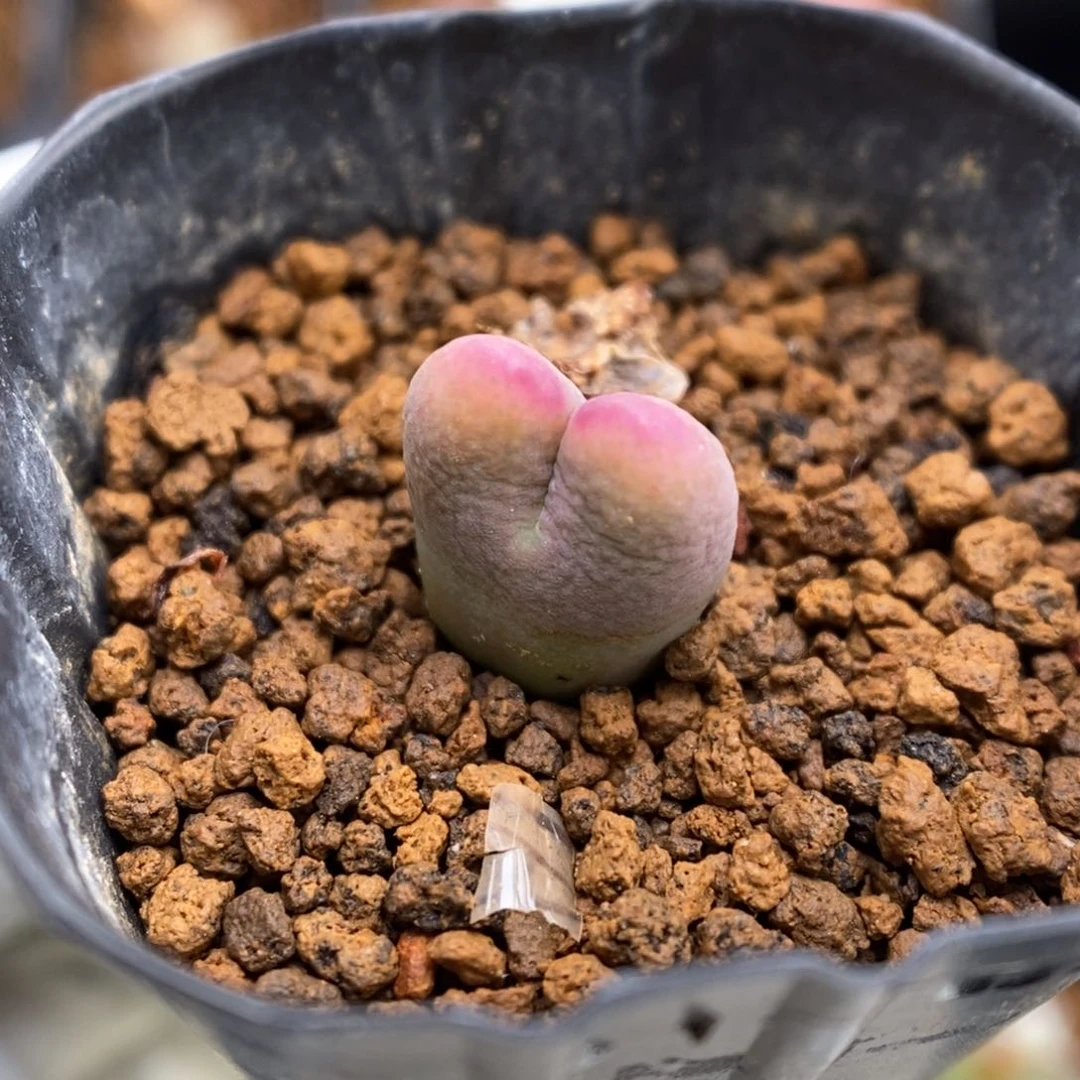 多肉植物肉锥杂交K-3470