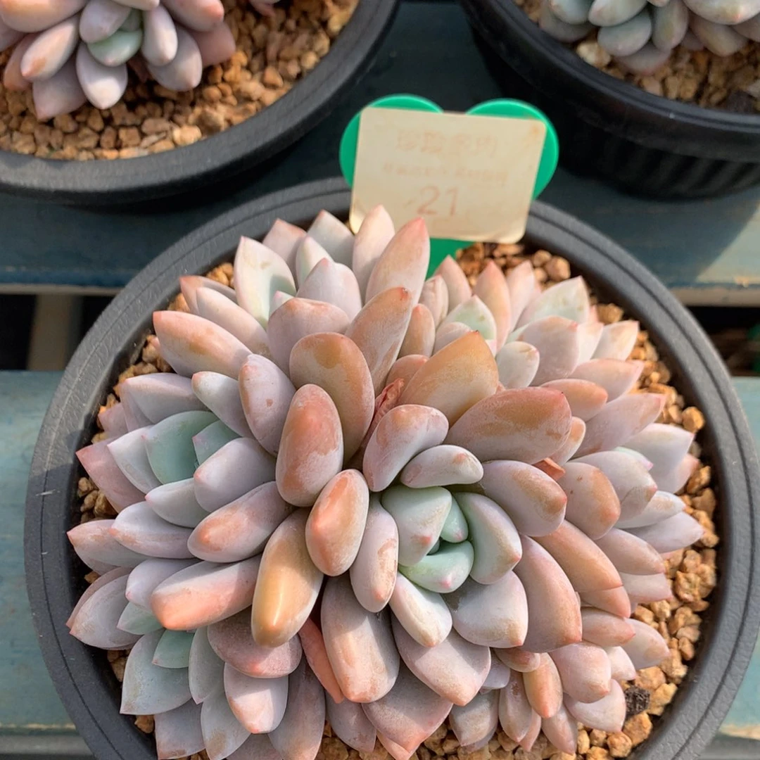 果糖无砍一物一拍21