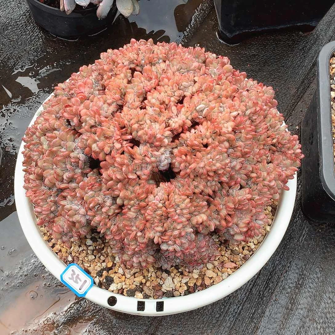 351玛瑙缀 一物一拍多肉