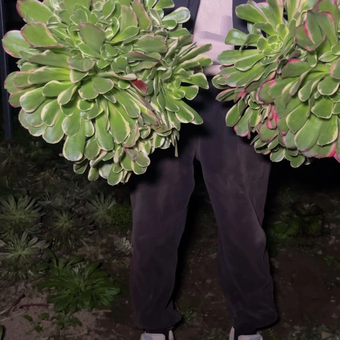 雨花石多肉植物捧花的